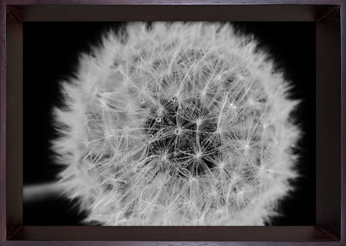 フォトグラフィ アート タンポポ Photography art Dandelions 230x320x35 snw-ibc-53407の画像
