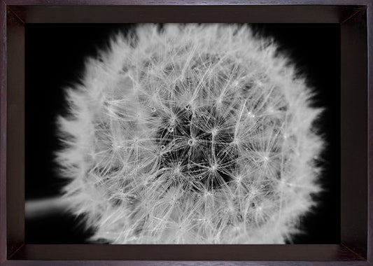 フォトグラフィ アート タンポポ Photography art Dandelions 230x320x35 snw-ibc-53407の画像