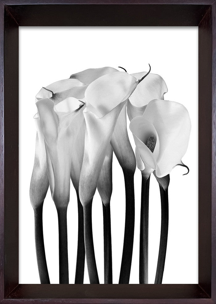 フォトグラフィ アート カラー Photography art Calla 230x320x35 snw-ibc-53408の画像