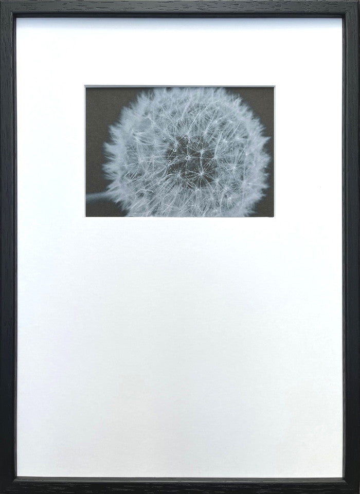 フォトグラフィ アート タンポポ Photography art タンポポ 275x382x20 snw-ipg-53254の画像