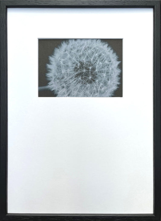 フォトグラフィ アート タンポポ Photography art タンポポ 275x382x20 snw-ipg-53254の画像