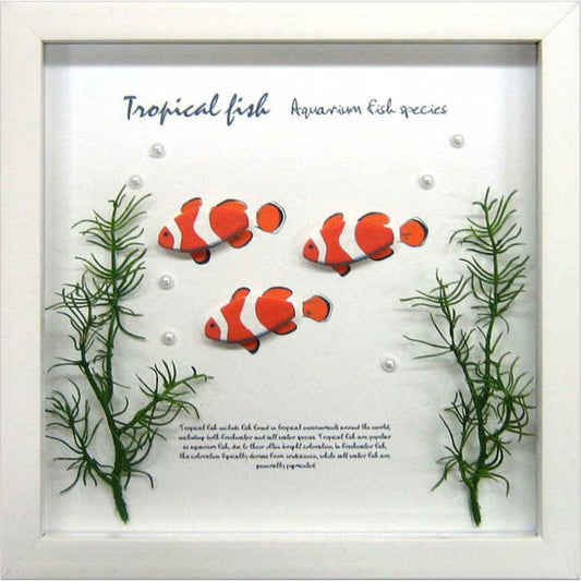 アクアフレーム クラウンフィッシュ Aqua Frame Crown Fish 220x220x20 snw-zaf-50791の画像