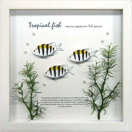 アクアフレーム サー ジェント メジャー Aqua Frame Sergeant Major 220x220x20 snw-zaf-50793の画像