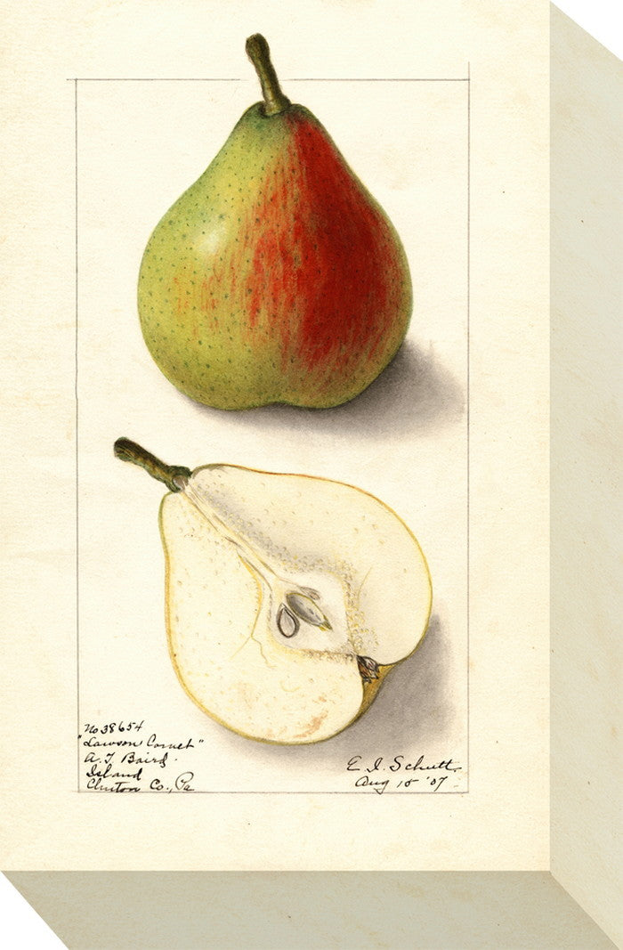 ミニ パネル ペアー 梨 MINI Panel Pear 175x280x40 snw-zap-53701の画像