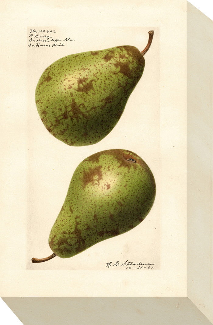 ミニ パネル ペアー 梨 MINI Panel Pear 175x280x40 snw-zap-53702の画像