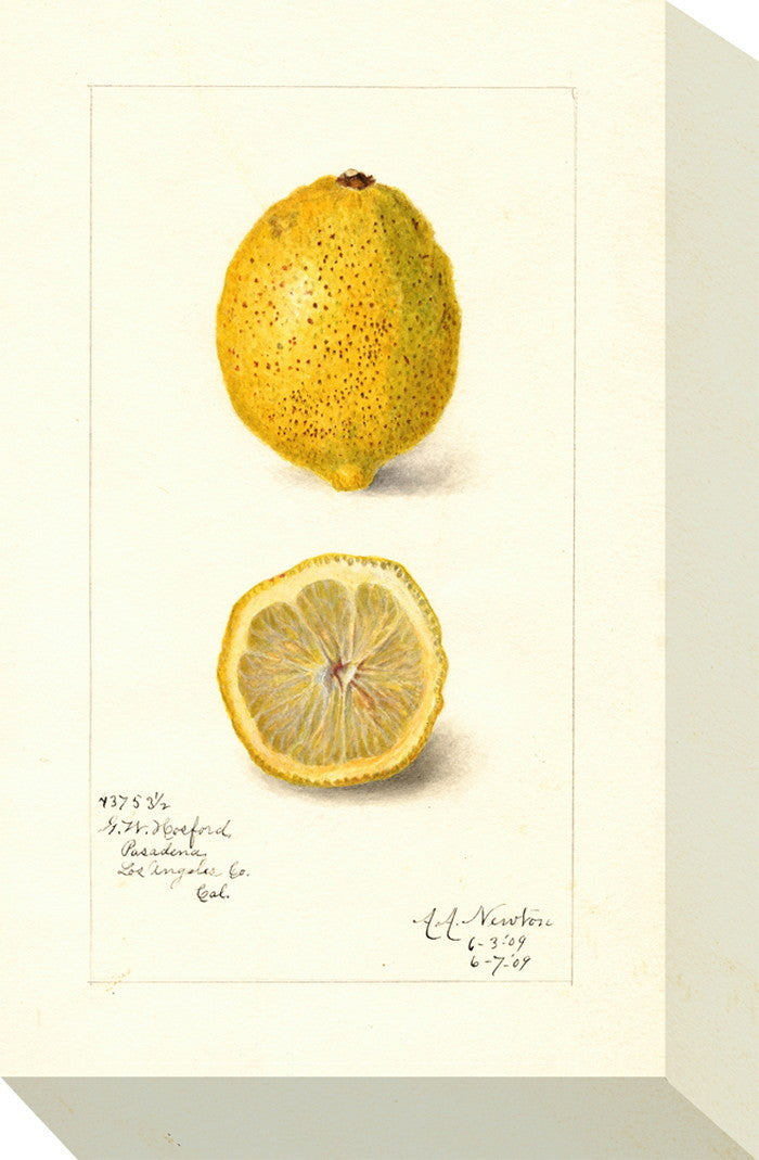 ミニ パネル レモン MINI Panel Lemon 175x280x40 snw-zap-53703の画像