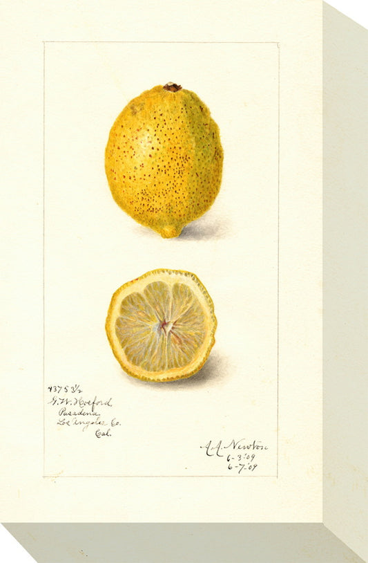 ミニ パネル レモン MINI Panel Lemon 175x280x40 snw-zap-53703の画像