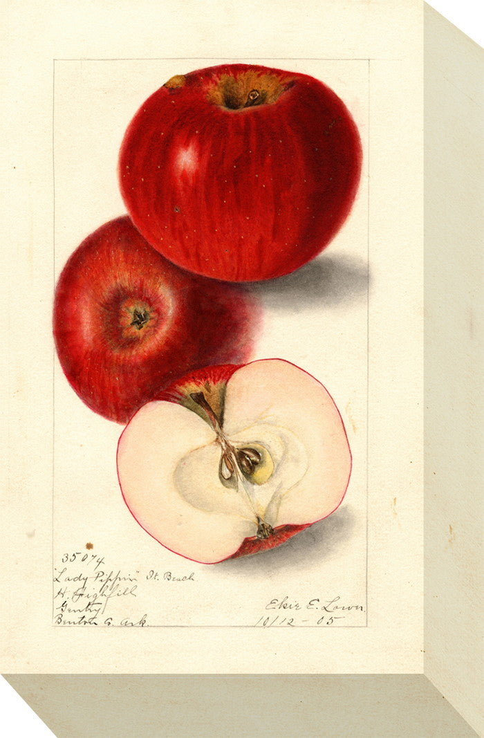 ミニ パネル アップル MINI Panel Apple 175x280x40 snw-zap-53704の画像