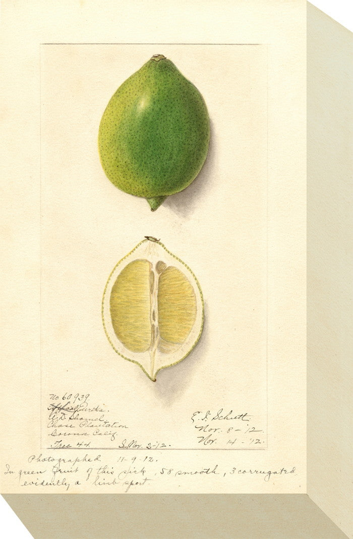 ミニ パネル シトラス MINI Panel Citrus 175x280x40 snw-zap-53705の画像