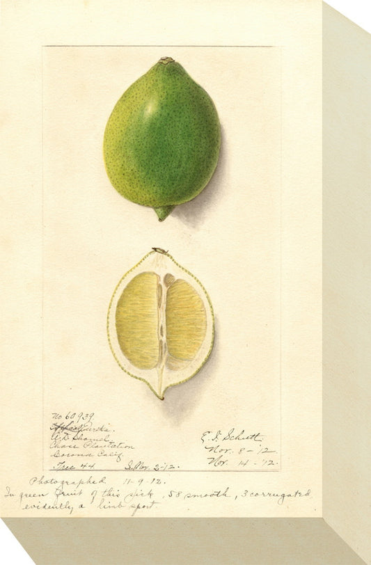 ミニ パネル シトラス MINI Panel Citrus 175x280x40 snw-zap-53705の画像