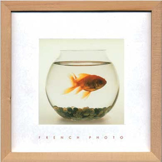 フレンチフォトグラフィ フィッシュ イン ヒズ ボウル French Photography Fish in his Bowl 220x220x20 snw-zfp-51921の画像
