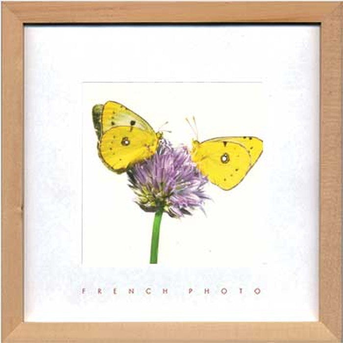 フレンチフォトグラフィ イエローバタフライ French Photography Yellow Butterflies 220x220x20 snw-zfp-51924の画像