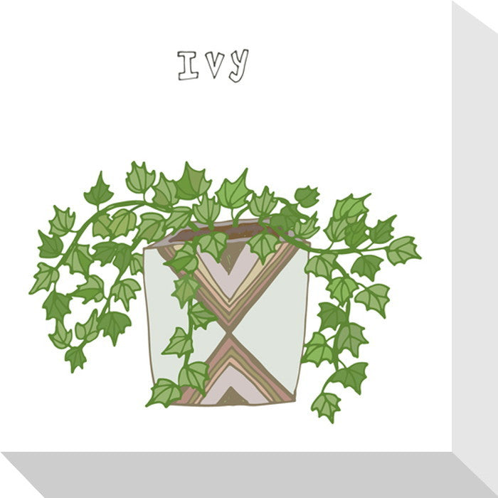 ホームプランツ IVY Home Plants IVY 175x175x40 snw-zpa-53528の画像
