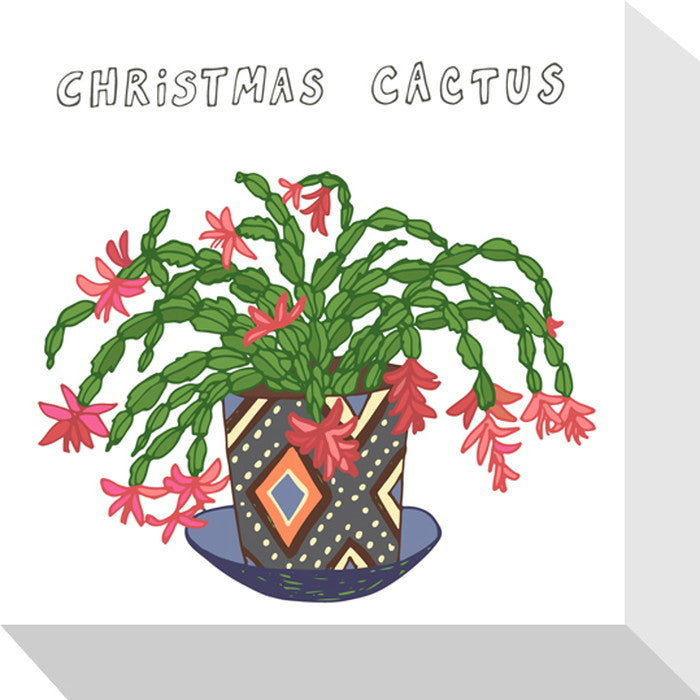 ホームプランツ クリスマス・サボテン Home Plants CHIRISMAS CACTUS 175x175x40 snw-zpa-53529の画像