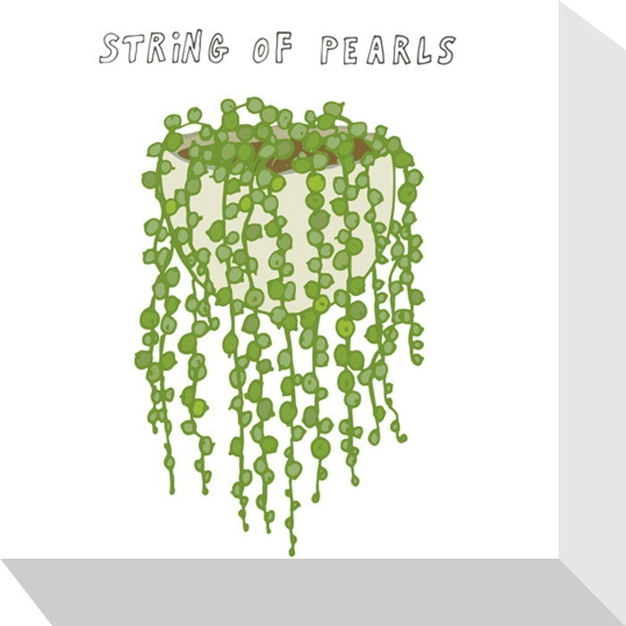 ホームプランツ ストリングパール Home Plants STRING OF PEARLS 175x175x40 snw-zpa-53530の画像