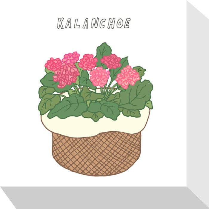 ホームプランツ カランコエ Home Plants KALANCHOE 175x175x40 snw-zpa-53531の画像