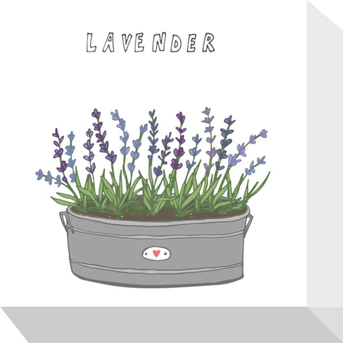 ホームプランツ ラベンダー Home Plants LAVENDER 175x175x40 snw-zpa-53533の画像