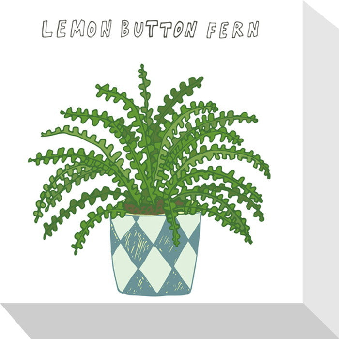 ホームプランツ レモン・ボタン・フェルン Home Plants LEMON BUTTON FERN 175x175x40 snw-zpa-53534の画像