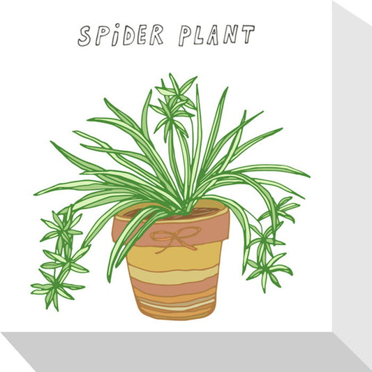 ホームプランツ スパイダープラント Home Plants SPIDER PLANT 175x175x40 snw-zpa-53536の画像