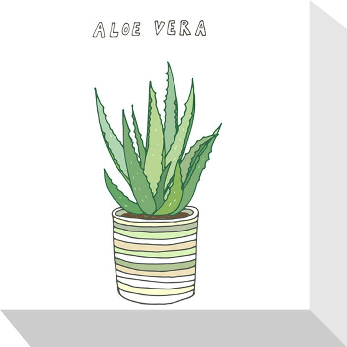ホームプランツ アロエベラ Home Plants ALOE VERA 175x175x40 snw-zpa-53537の画像