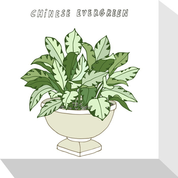 ホームプランツ チャイニーズエバーグリーン Home Plants CHINESE EVER GREEN 175x175x40 snw-zpa-53538の画像