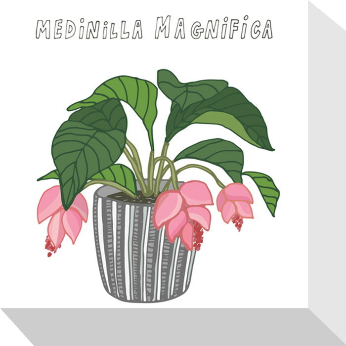 ホームプランツ メディニラ・マグニフィカ Home Plants MEDINILLA MAGNIFICA 175x175x40 snw-zpa-53539の画像