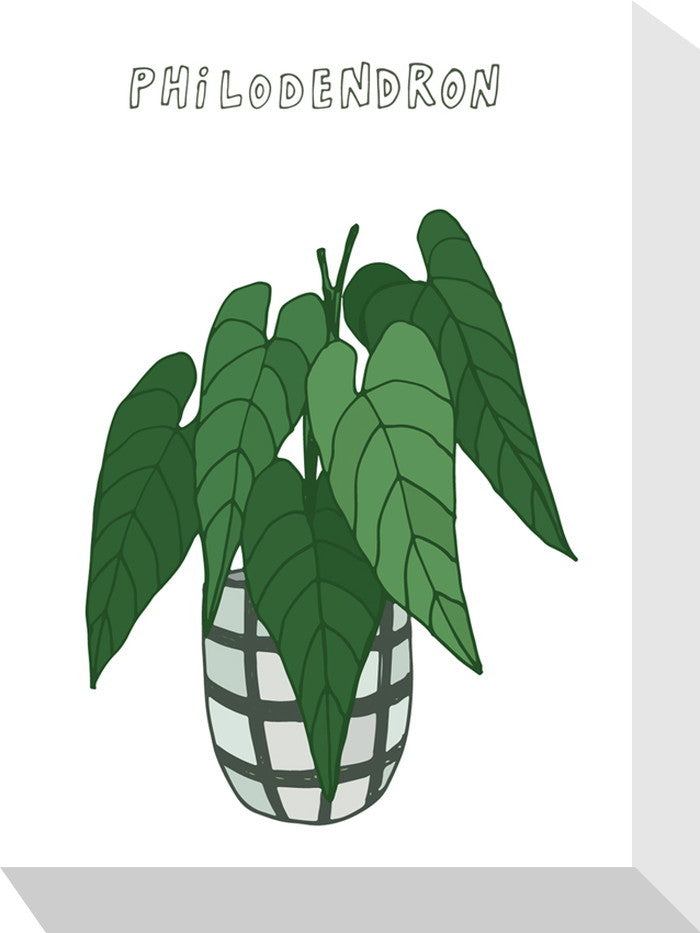 ホームプランツ フィロデンドロン Home Plants Phiodendron 155x205x40 snw-zpa-53540の画像