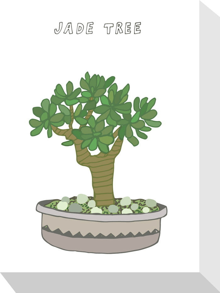 ホームプランツ ジェイド・ツリー Home Plants JADE TREE 155x205x40 snw-zpa-53541の画像