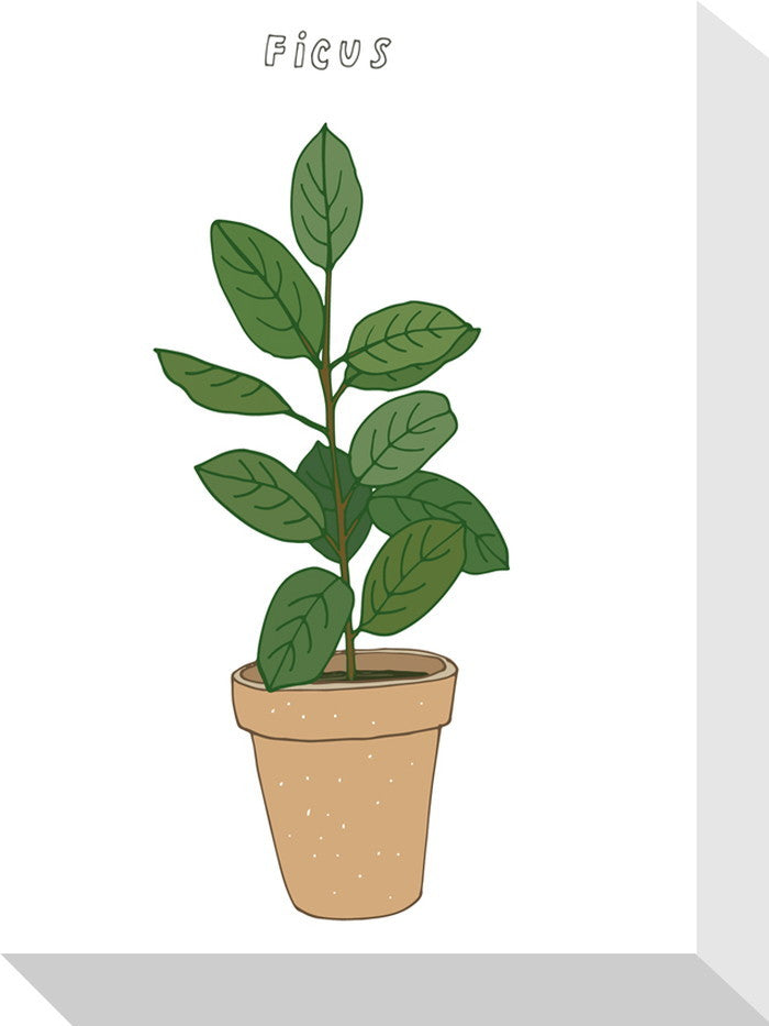 ホームプランツ フィカス Home Plants FICUS 155x205x40 snw-zpa-53542の画像