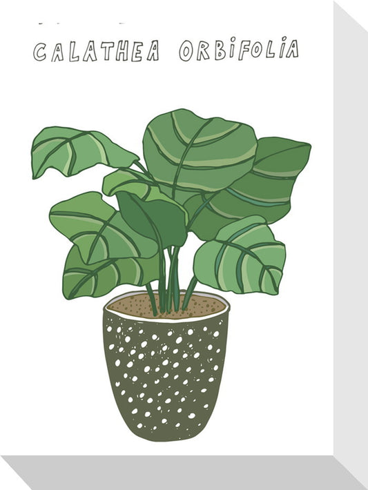 ホームプランツ カラテア・オルビフォリア Home Plants CALATHEA ORBIFOLIA 155x205x40 snw-zpa-53543の画像