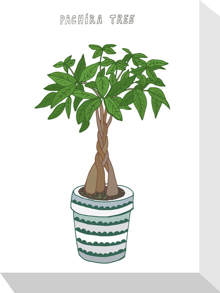 ホームプランツ パキラ Home Plants PACHIRA 155x205x40 snw-zpa-53544の画像