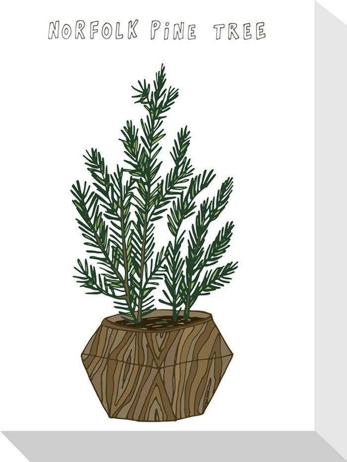 ホームプランツ ノーフォークマツ Home Plants NORFOLK PINE TREE 155x205x40 snw-zpa-53546の画像