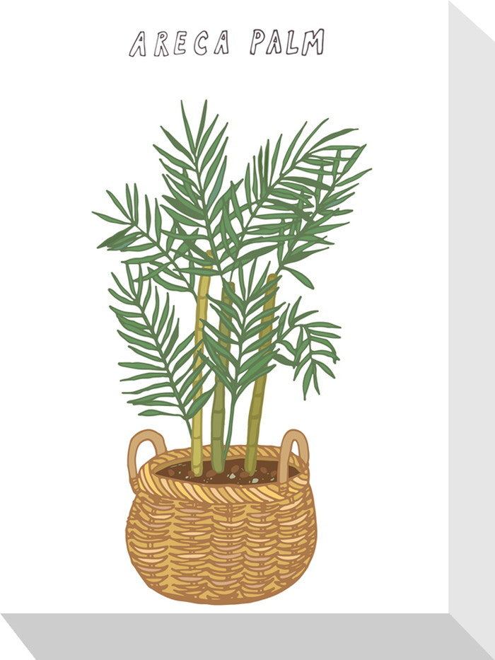 ホームプランツ アレカヤシ Home Plants ARECA PALM 155x205x40 snw-zpa-53547の画像