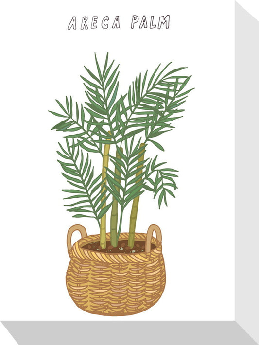 ホームプランツ アレカヤシ Home Plants ARECA PALM 155x205x40 snw-zpa-53547の画像