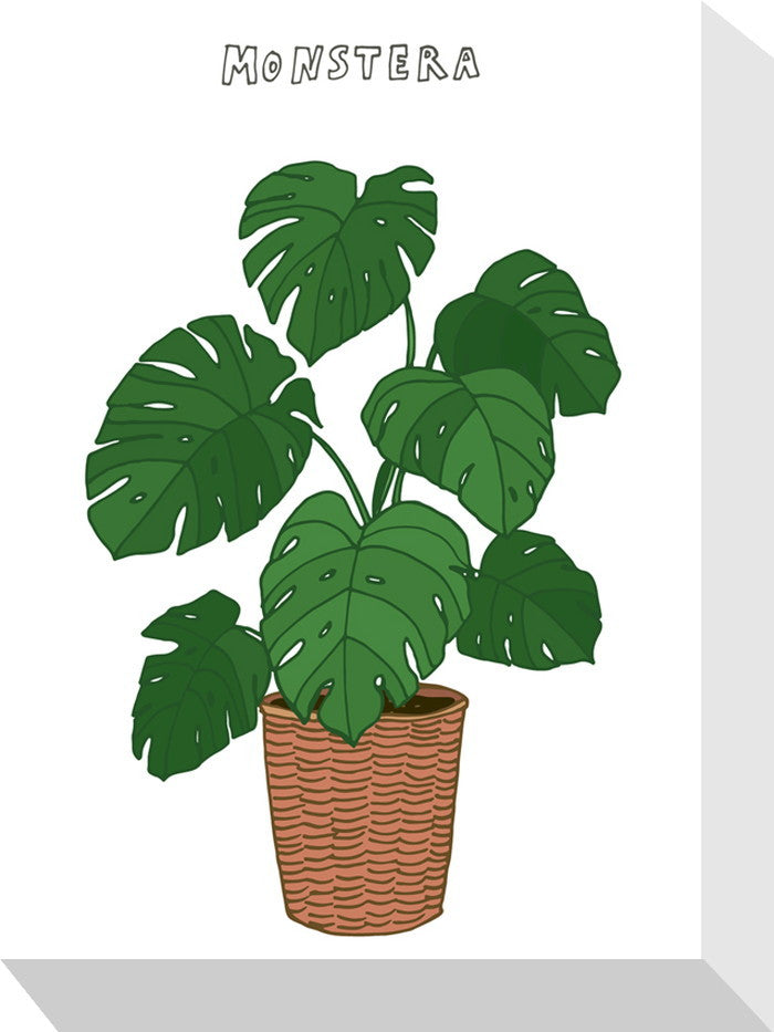 ホームプランツ モンステラ Home Plants MONSTERA 155x205x40 snw-zpa-53548の画像