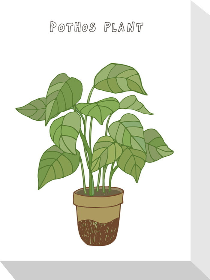 ホームプランツ ポトスプラント Home Plants POTHOS PLANT 155x205x40 snw-zpa-53549の画像