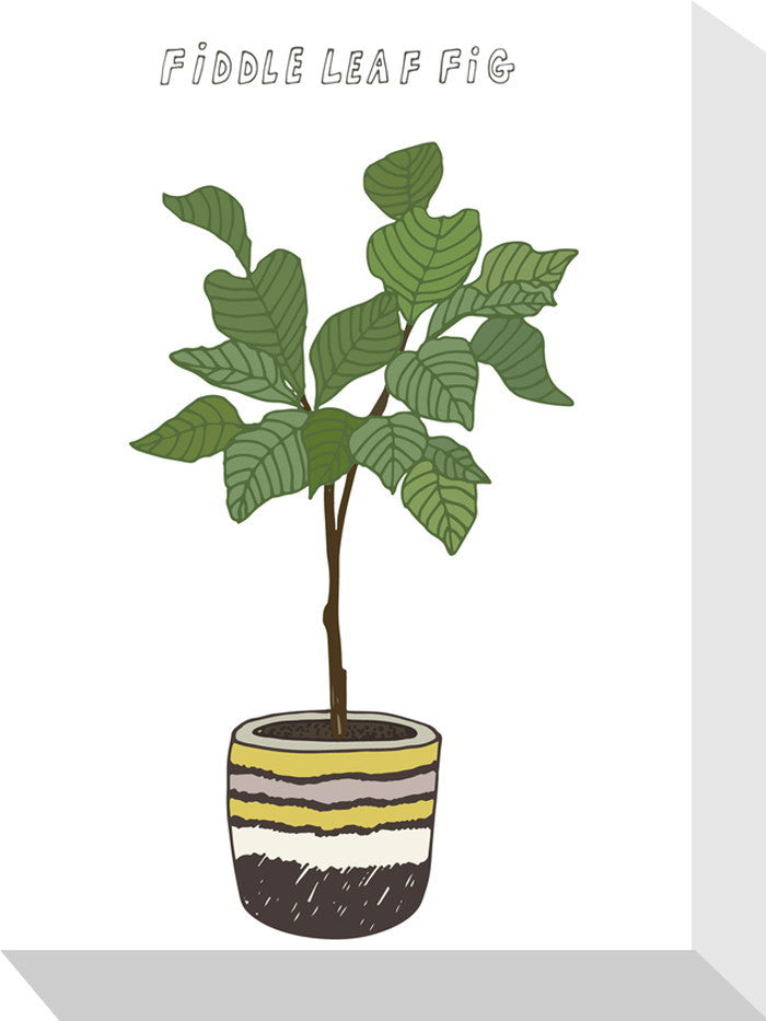 ホームプランツ フィドルリーフ・フィグ Home Plants FIDDLE LEAF FIG 155x205x40 snw-zpa-53550の画像