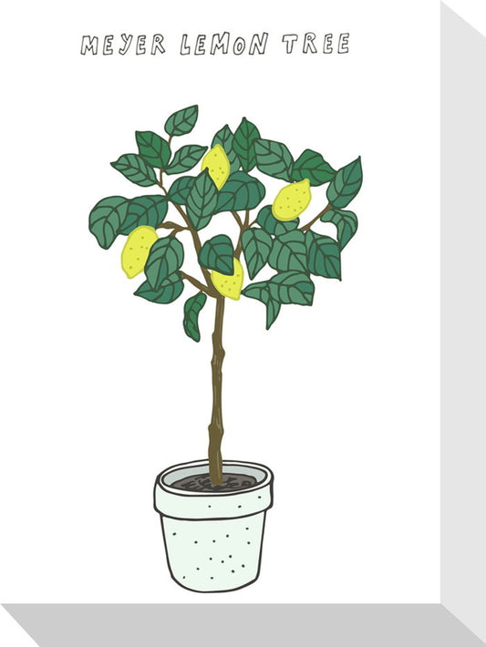ホームプランツ メイヤーレモンツリー Home Plants MEYER LEMON TREE 155x205x40 snw-zpa-53551の画像