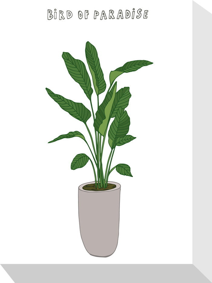 ホームプランツ パラダイスバード Home Plants BIRD OF PARADIS 155x205x40 snw-zpa-53554の画像