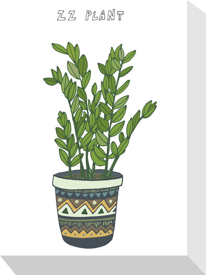 ホームプランツ ZZ プラント Home Plants ZZ PLANT 155x205x40 snw-zpa-53555の画像