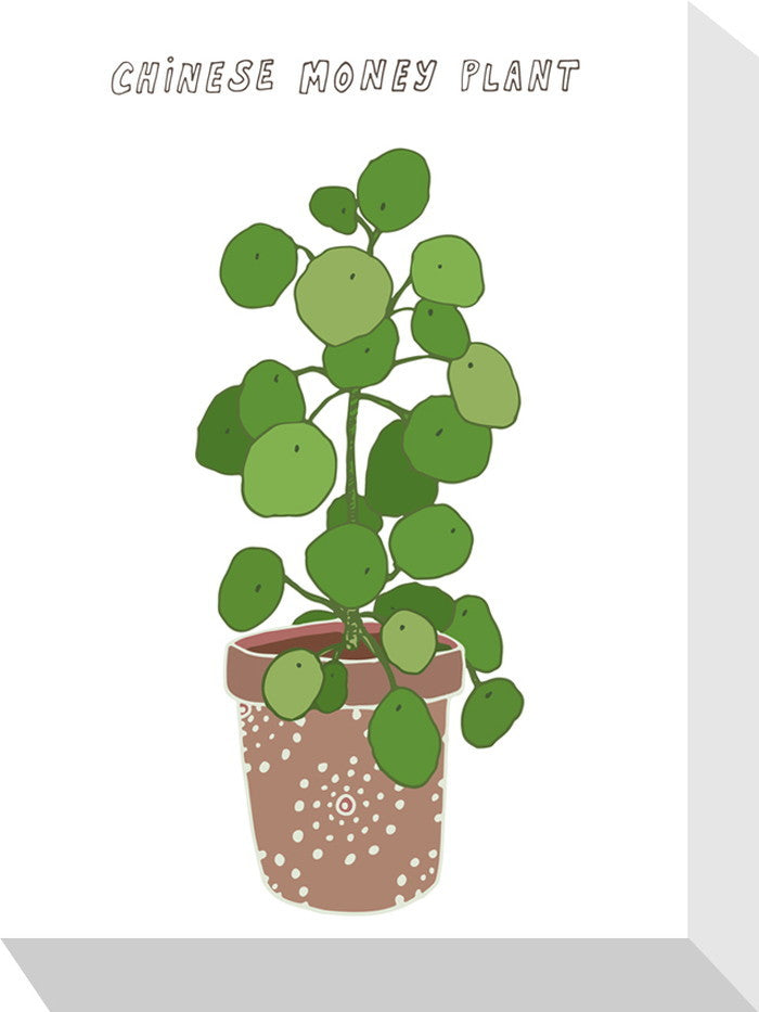 ホームプランツ ピレア・ペペロミオイデス Home Plants CHINESE MONEY PLANT 155x205x40 snw-zpa-53556の画像