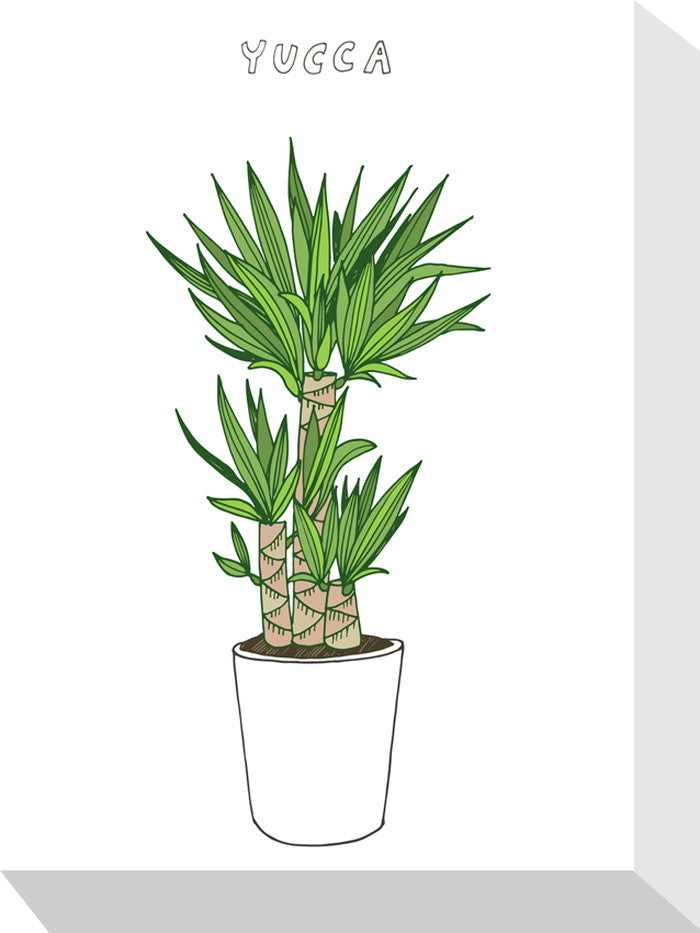 ホームプランツ ユッカ Home Plants YUCCA 155x205x40 snw-zpa-53558の画像