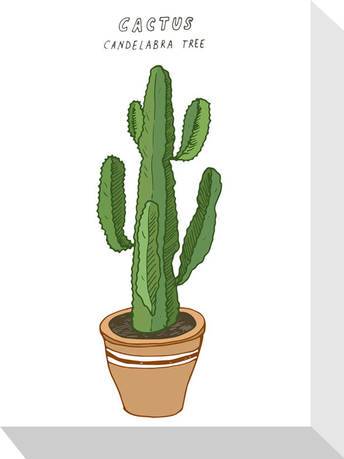 ホームプランツ サボテン Home Plants CACTUS 155x205x40 snw-zpa-53560の画像