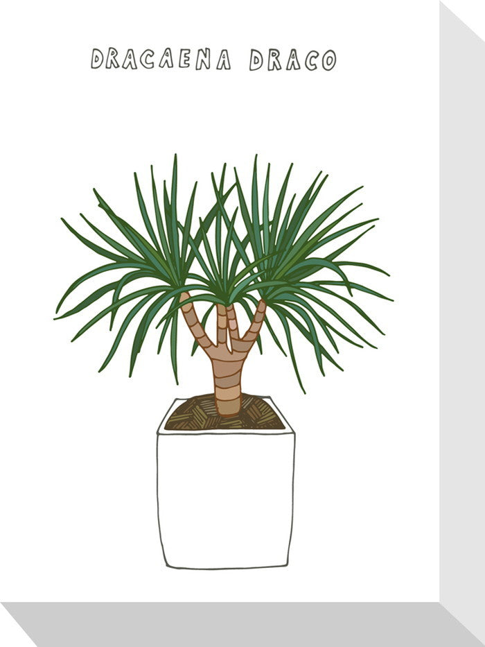 ホームプランツ ドラセナ・ドラコ Home Plants DRACAENA DRACO 155x205x40 snw-zpa-53562の画像