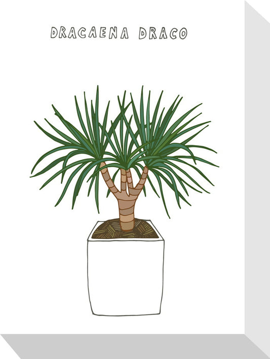 ホームプランツ ドラセナ・ドラコ Home Plants DRACAENA DRACO 155x205x40 snw-zpa-53562の画像