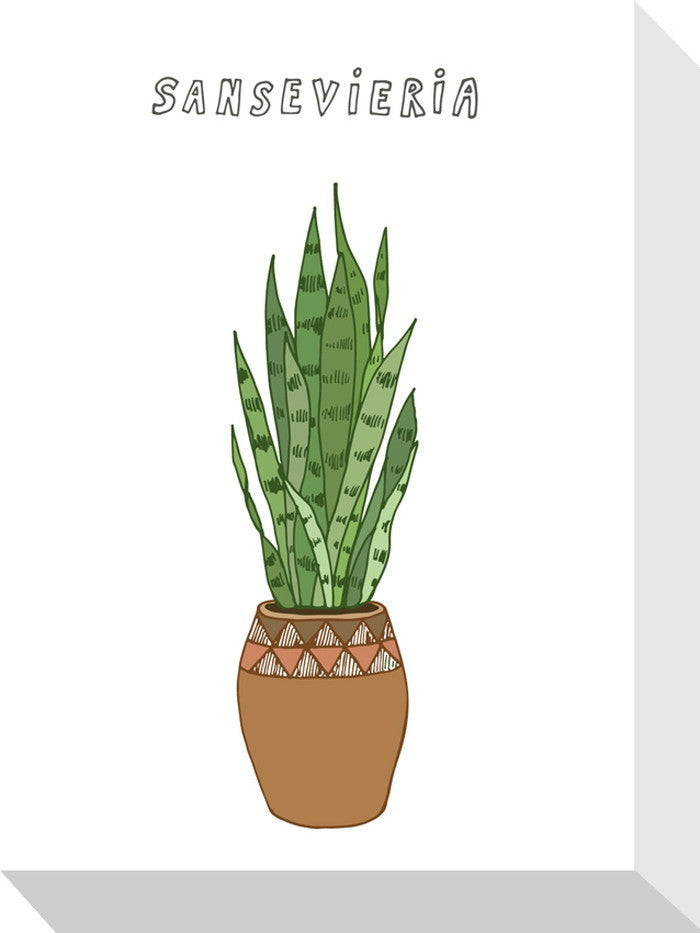 ホームプランツ サンセ・ヴィエラ Home Plants SANSE VIERIA 155x205x40 snw-zpa-53563の画像